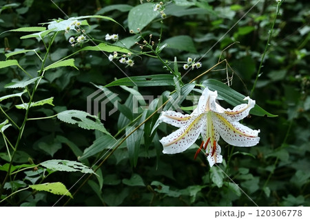 華麗なユリの王者 華麗なユリの王者 120306778