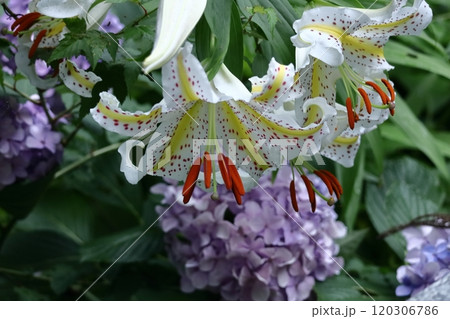 華麗なユリの王者 120306786