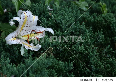 華麗なユリの王者 120306789