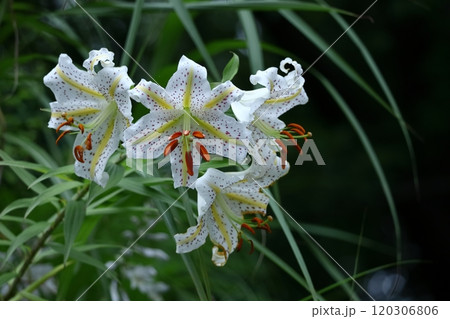 華麗なユリの王者 華麗なユリの王者 120306806