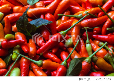 島唐辛子 120306825