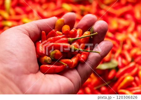 島唐辛子 島唐辛子 120306826
