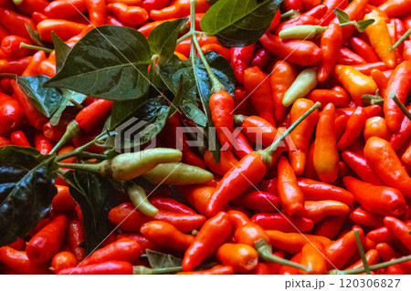 島唐辛子 島唐辛子 120306827