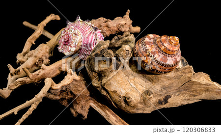 Colorful Seashell Display on Driftwood Display black background 120306833
