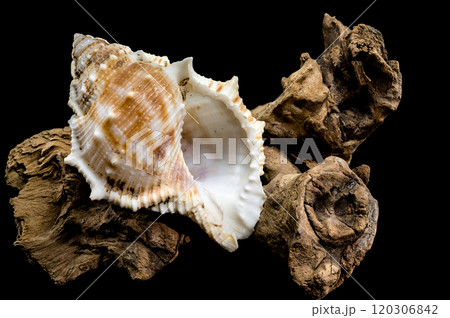 Bursa Spinosa Shell on Driftwood on Black Background Bursa Spinosa Shell on Driftwood on Black Background 120306842