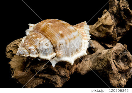 Bursa Spinosa Shell on Driftwood on Black Background 120306843