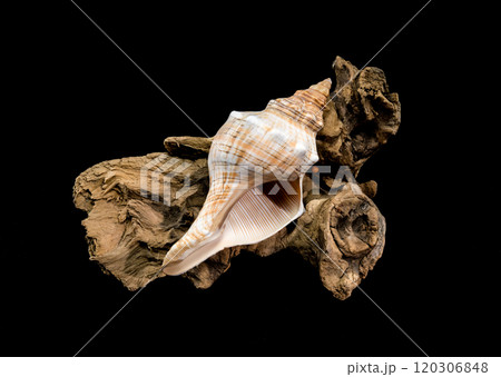 Elegant Conch Shell on Driftwood with Black Background 120306848