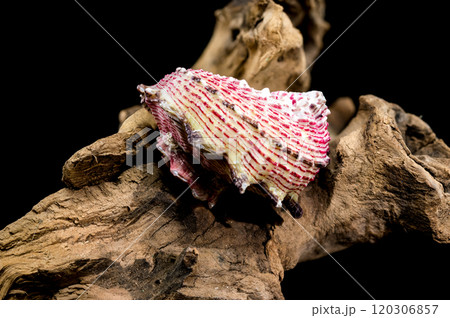 Elegant Strawberry Conch on Driftwood on Black Background Elegant Strawberry Conch on Driftwood on Black Background 120306857