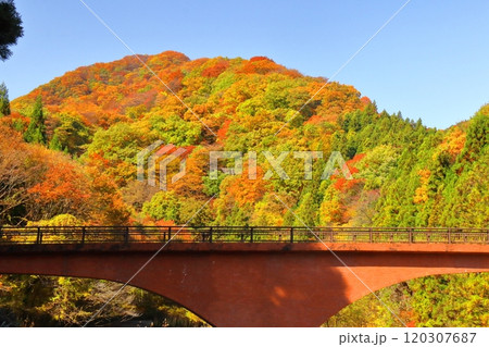燃える秋 120307687