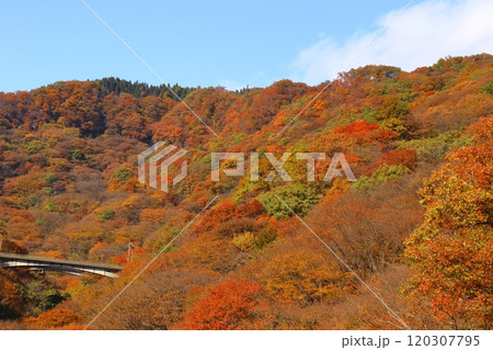 燃える秋 燃える秋 120307795