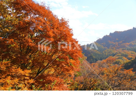 燃える秋 120307799