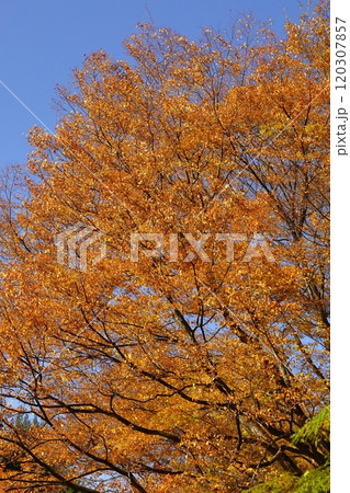燃える秋 燃える秋 120307857