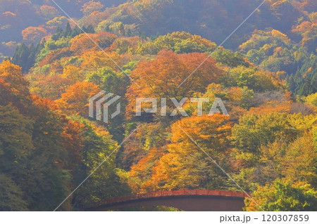 燃える秋 120307859