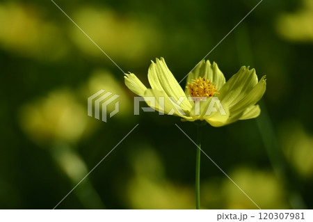 秋風に揺れて咲く 120307981