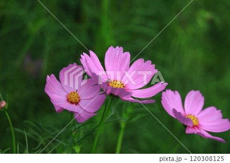 秋風に揺れて咲く 120308125