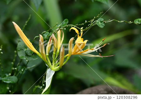情熱の花 情熱の花 120308296