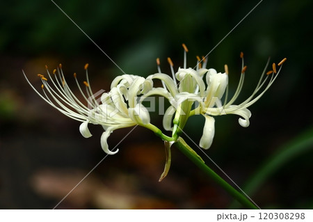情熱の花 情熱の花 120308298