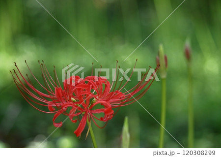 情熱の花 情熱の花 120308299
