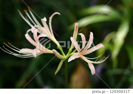 情熱の花 120308317