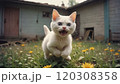white Siamese cat in an outdoor setting 120308358