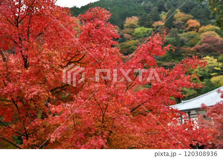 紅葉の善峯寺 120308936