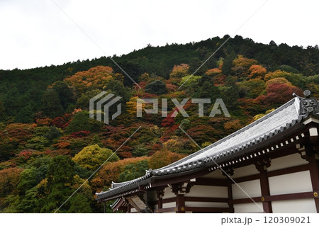 紅葉の善峯寺 紅葉の善峯寺 120309021