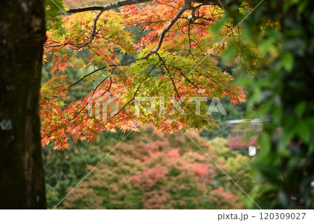 紅葉の善峯寺 120309027