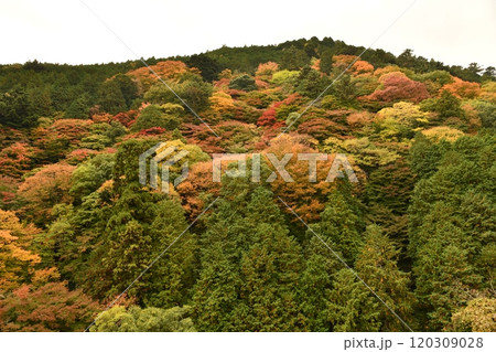 紅葉の善峯寺 120309028