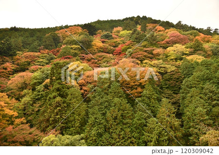 紅葉の善峯寺 紅葉の善峯寺 120309042