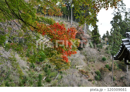 紅葉の善峯寺 120309081