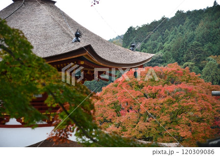 紅葉の善峯寺 120309086