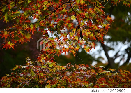 紅葉の善峯寺 紅葉の善峯寺 120309094