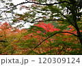 紅葉の善峯寺 120309124