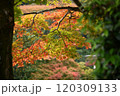 紅葉の善峯寺 120309133