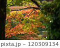 紅葉の善峯寺 120309134