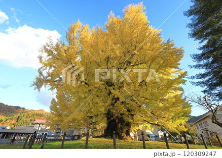 黄葉する南会津 古町の大イチョウ 120309247