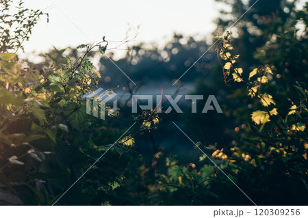 A red vine on a green plant at sunset A red vine on a green plant at sunset 120309256