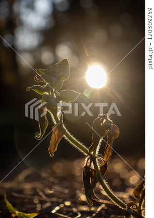 A small green plant glowing from a sunset in a forest 120309259
