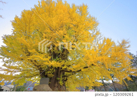 黄葉する南会津 古町の大イチョウ 120309261