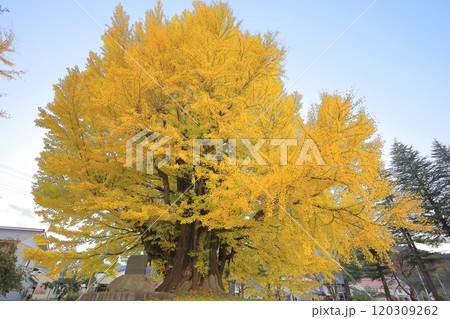 黄葉する南会津 古町の大イチョウ 120309262