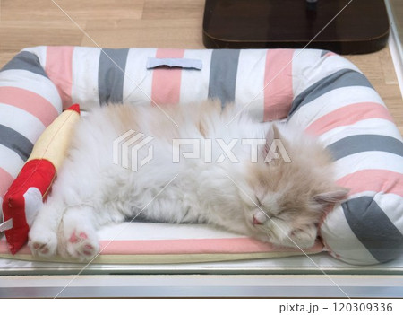 ぐっすり寝ている猫　 120309336