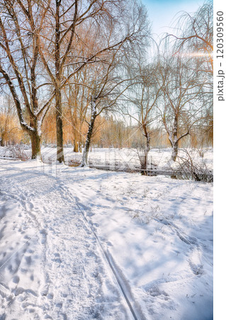 Breathtaking  landscape in city park with snowy trees and lots of snow 120309560