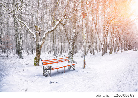 Astonishing view of park bench and trees covered by heavy snow. 120309568