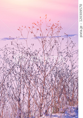 Dried flowers on a background during sunset . Winter time. 120309570