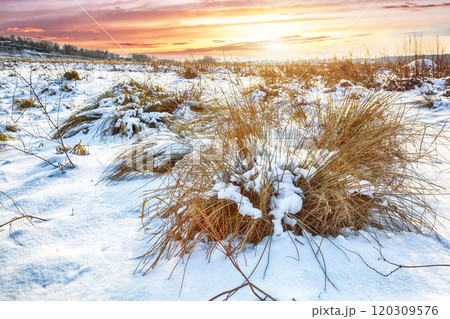 Frosty sunset with snow-covered bushes and grass during winter time. Frosty sunset with snow-covered bushes and grass during winter time. 120309576