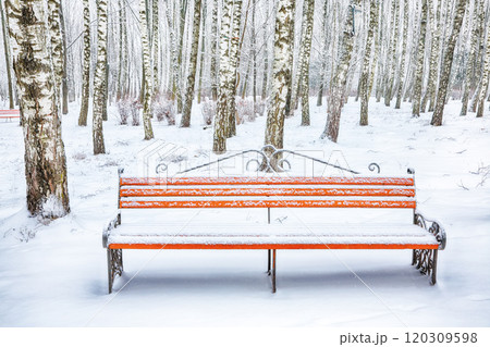 Astonishing view of park bench and trees covered by heavy snow. 120309598