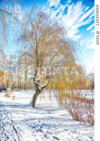 Stunning landscape in city park with snowy trees and beautiful frozen river 120309669