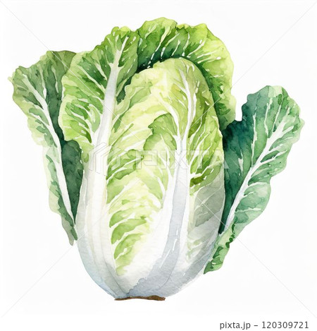 水彩で表現する白菜の魅力　白バックの作品 120309721