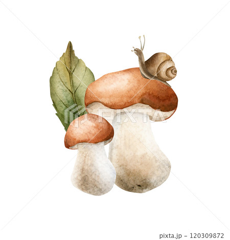 Boletus mushroom with snail and leaf. Bolete, porcini. Watercolor hand drawn autumn forest floral isolated illustration for fall design, botanical cards, cozy prints, floral label, home decor, textile 120309872