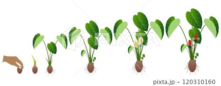 Cycle of growth of taro plant isolated on a white background. 120310160